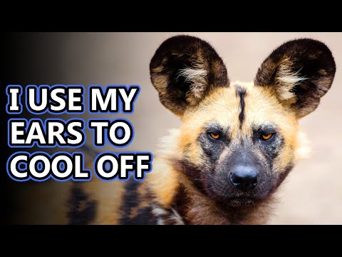 African Wild Dog facts: the painted wolf | Animal Fact Files