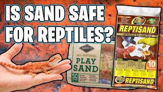 Is Sand Safe for Bearded Dragons?