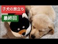 子犬の旅立ち【ゆきちゃん編】生後58日目