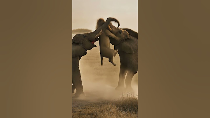 Lion: Never try to provoke the elephant.#Elephant#Wildlife#Animal#Lion