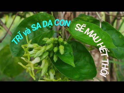 trĩ, sa dạ con và Cây Thiên Lý