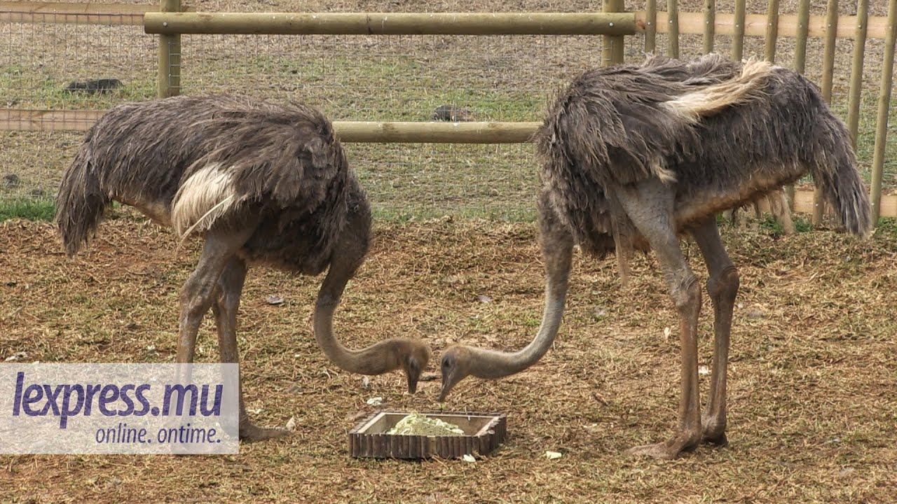 Casela Des Autruchons Voient Le Jour Youtube