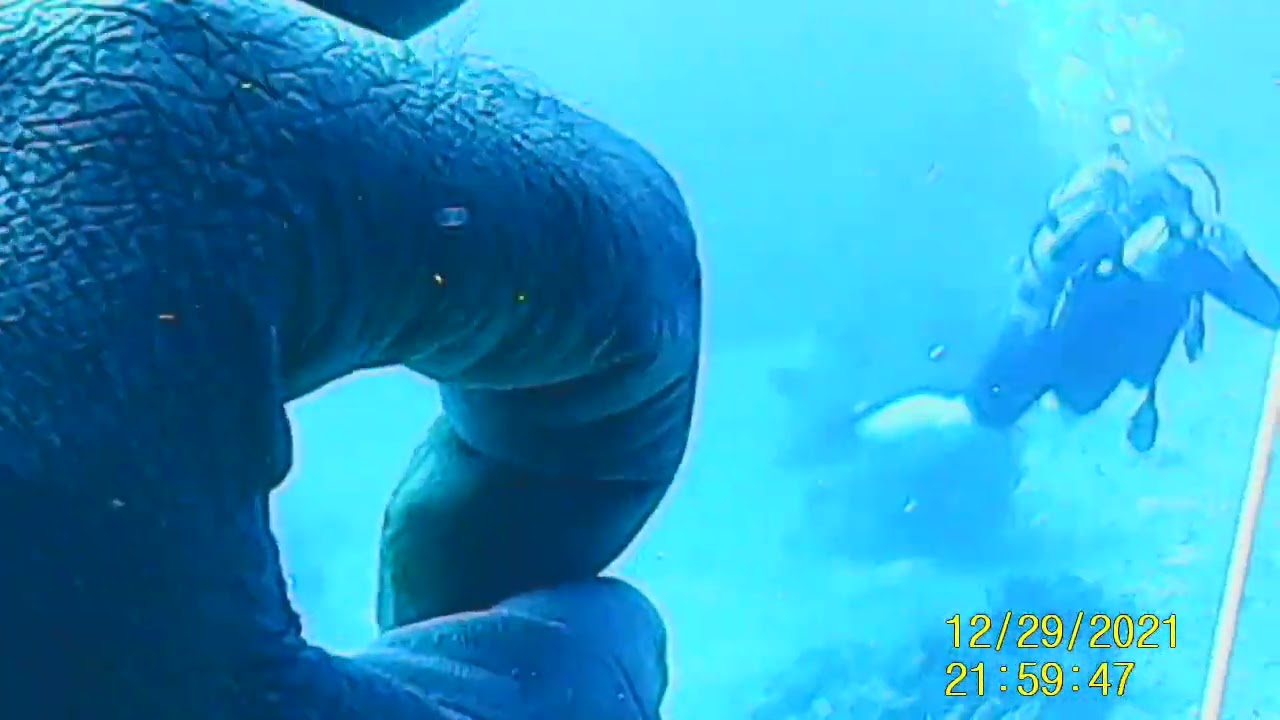 Mr Neely your Naui Dive master