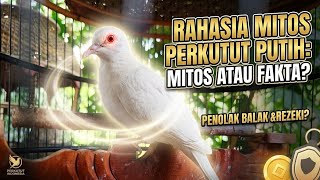Fakta Ilmiah di Balik Mitos Perkutut Putih Lokal Pembawa Keberuntungan ‼️