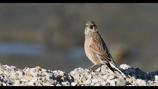 Keten Kuşu Common Linnet  Linaria cannabina Sound