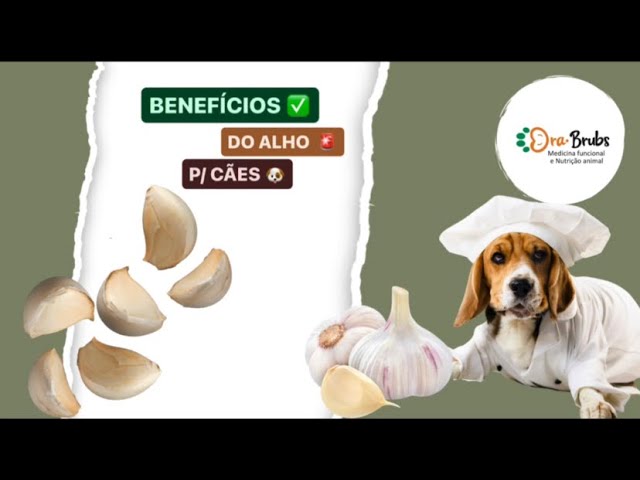 BENEFÍCIOS DO ALHO P/ CÃES