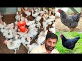 ചെങ്ങനാശ്ശേരിയിലെ കോഴി വളർത്തൽ | Kozhi valarthal | M.S poultry farm