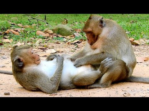 baby monkey pet uk Ah ! Ah ! Jack Can't get up / While Fat Sweetpea Do like this On it .