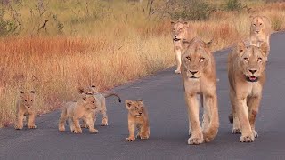 Newborn cubs for Casper, the White Lion, and his brothers