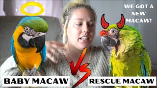 OUR NEW PET MACAW | STORY TIME | SHELBY THE MACAW