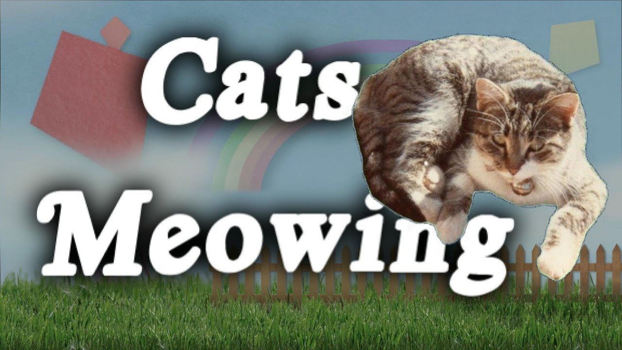 Cats Meowing Sound Effects Asmr Cats Meowing Cats Ambience 12 Hours Youtube