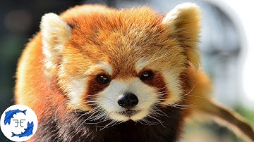 15 Tenacious Living Fossils