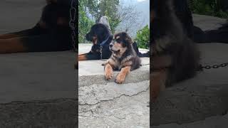 Gaddi Dog & Puppy Love #gaddidog #tibetanmastiff #shortvideo