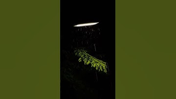 كُلُّ مَنْ عَلَيْهَا فَانٍ} 🥹🌸 القارئ/ محمد هشام "سورة الرحمن "