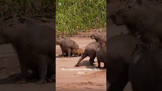 5 ANIMALS THAT FEAR NOTHING AND RESPECT NO ONE