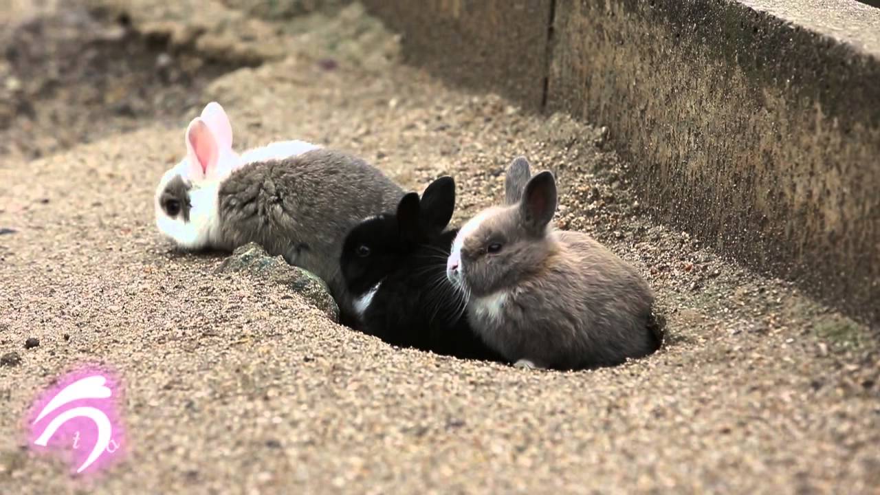 日本 うらやまけしからん ウサギの大群に追いかけられる女性の姿に世界が嫉妬 大久野島 カラパイア