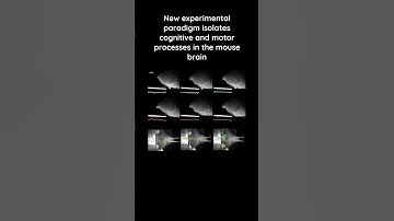 New method distinguishes cognitive and motor signals in mice
