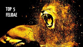 Top 5 - Felidae