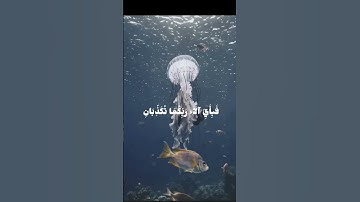 فبأي آلاء ربكما تكذبان🤍 سورة الرحمن 🌱 القارئ ياسر الدوسري 🤍