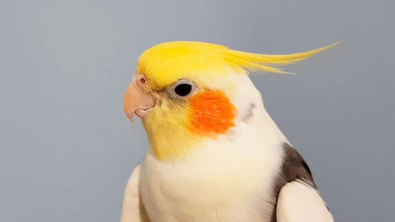 Timoshka the Talking Cockatiel saying Listen to what this brilliant
