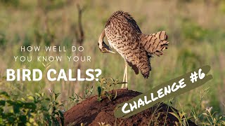 How well do you know your bird calls? | Challenge no.6