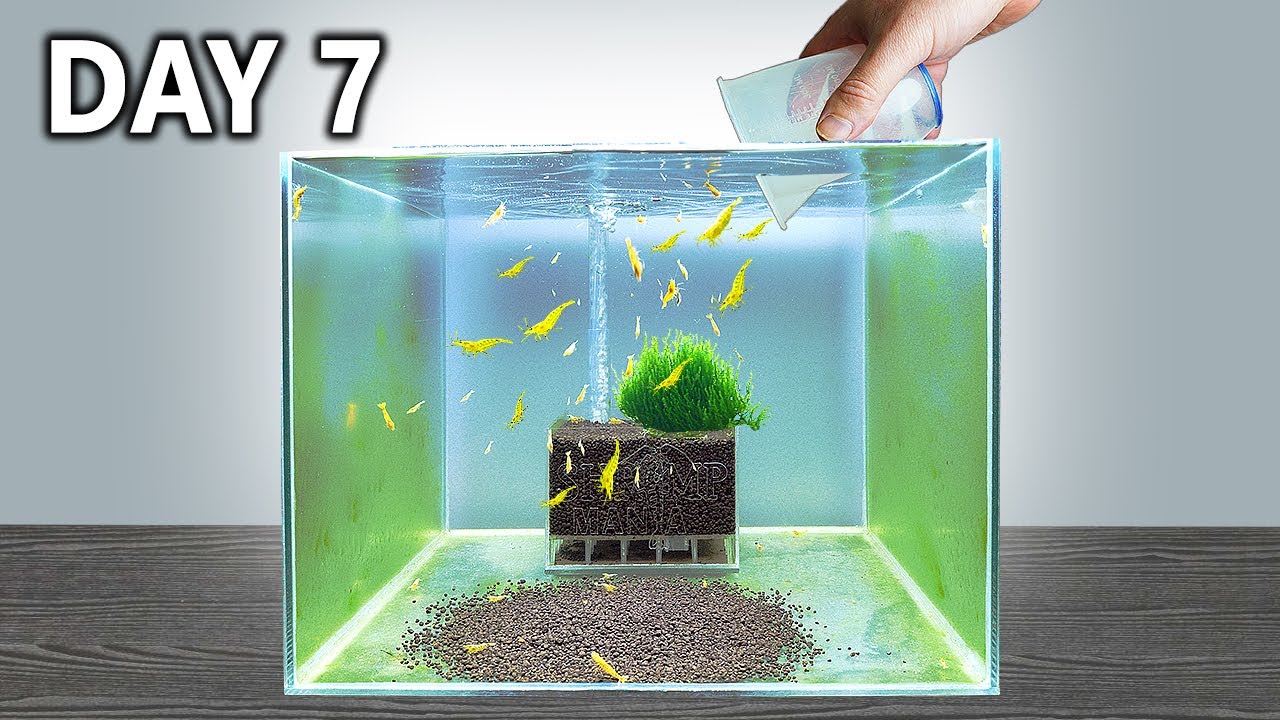 Shrimp Tank Setup in 7 Days! Would it work?