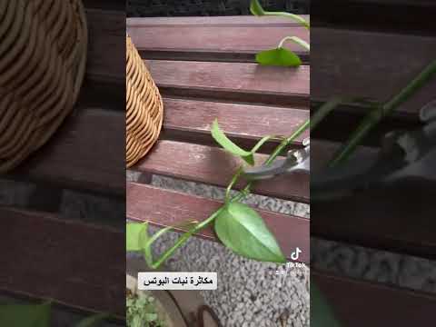 مكاثرة نبات البوتس  نباتات داخلية
