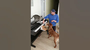 Cat And Dog Play Piano 