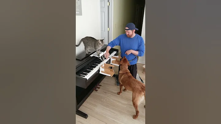 Cat and Dog Play Piano