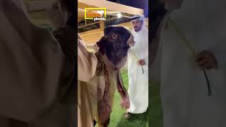 Razas de Cabras | Cabra Damascus: la mutación caprina que asombra al mundo