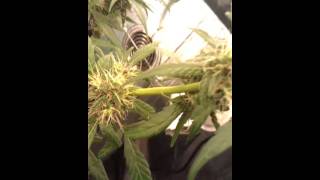 Update CFL grow