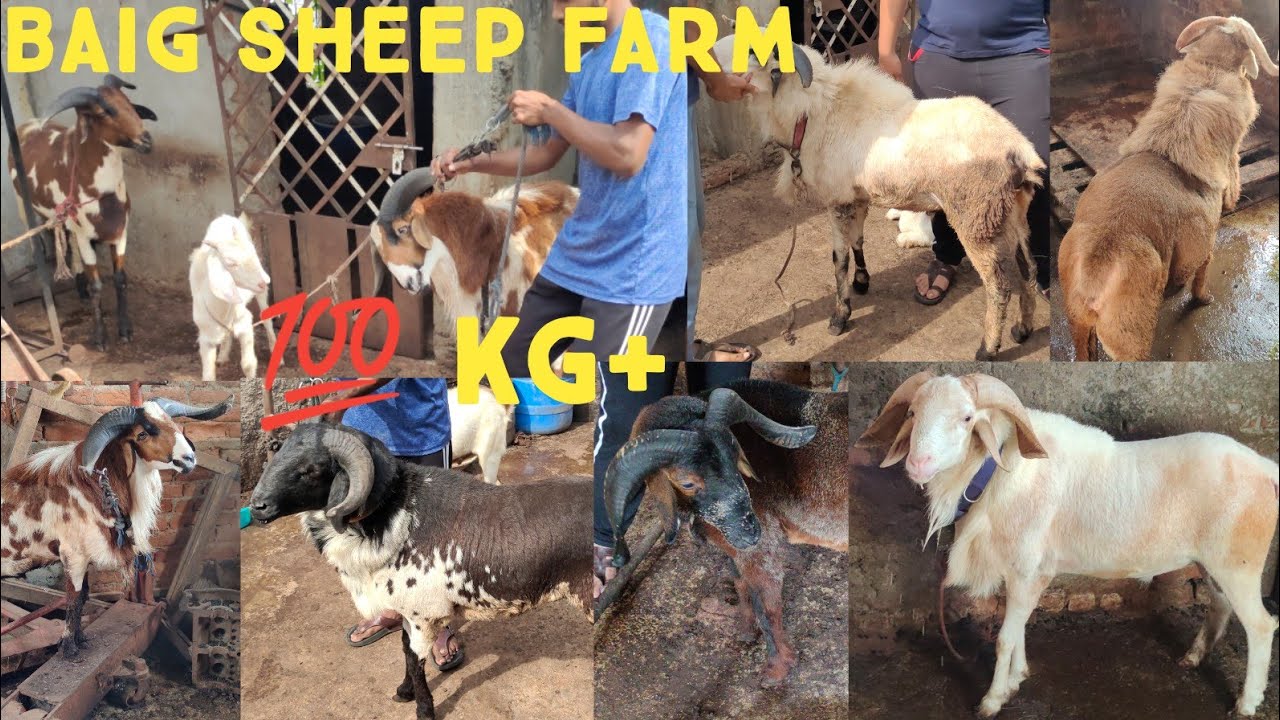 qurbani ke liye nayab collection baig Goat Farm madurai Guntur Telangana bakra eid 2021