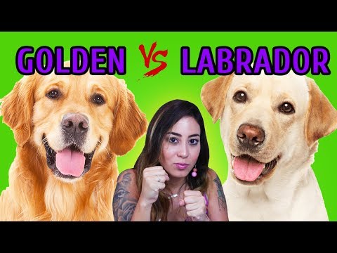 Video: Apakah golden retriever adalah labrador?