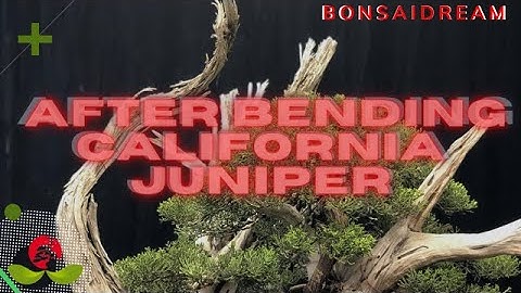 AFTER BENDING - California Juniper