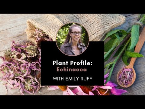 Plant Profile: Echinacea with Emily