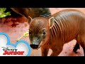 Baby Babirusas | Disney Animals Special Delivery with T.O.T.S. | Disney Junior