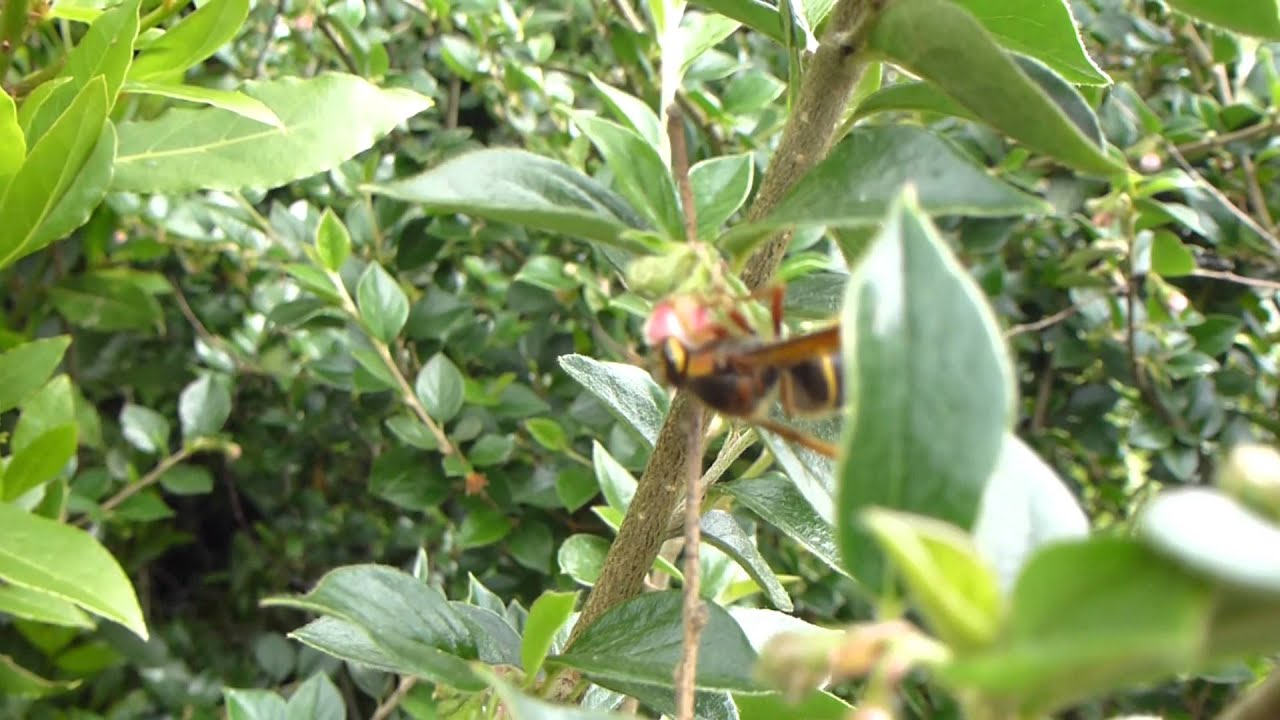 Wasps pollinating Cotoneaster flowers - Holugeitungar - Mispill - Skrautrunni - Flugur