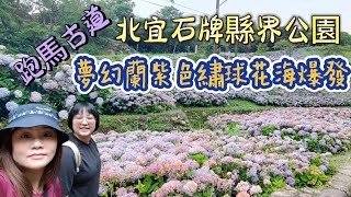 礁溪跑馬古道走往北宜石牌縣界公園 | 初夏正是繡球花海打卡季 | 花迷控的你還不來嗎113/6/6