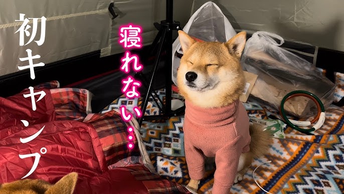 shiba Shiba Inu Fuku & Tom - YouTube