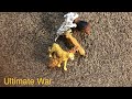 Ultimate animal war