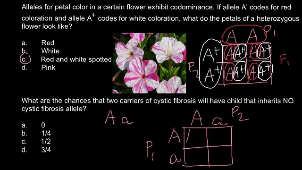 What is Codominance? - YouTube