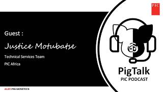 PigTalk Ep5: Pig Farming for beginners & Artificial Insemination