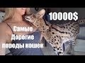 Топ самых нереально дорогих пород кошек