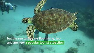 Trapped Fishernet | Certina Swiss watches x Sea Turtle Conservancy