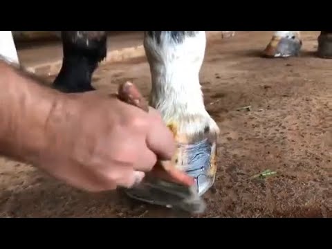 Vídeo: Os Benefícios De Cuidar Do Seu Cavalo - Veterinário Diário