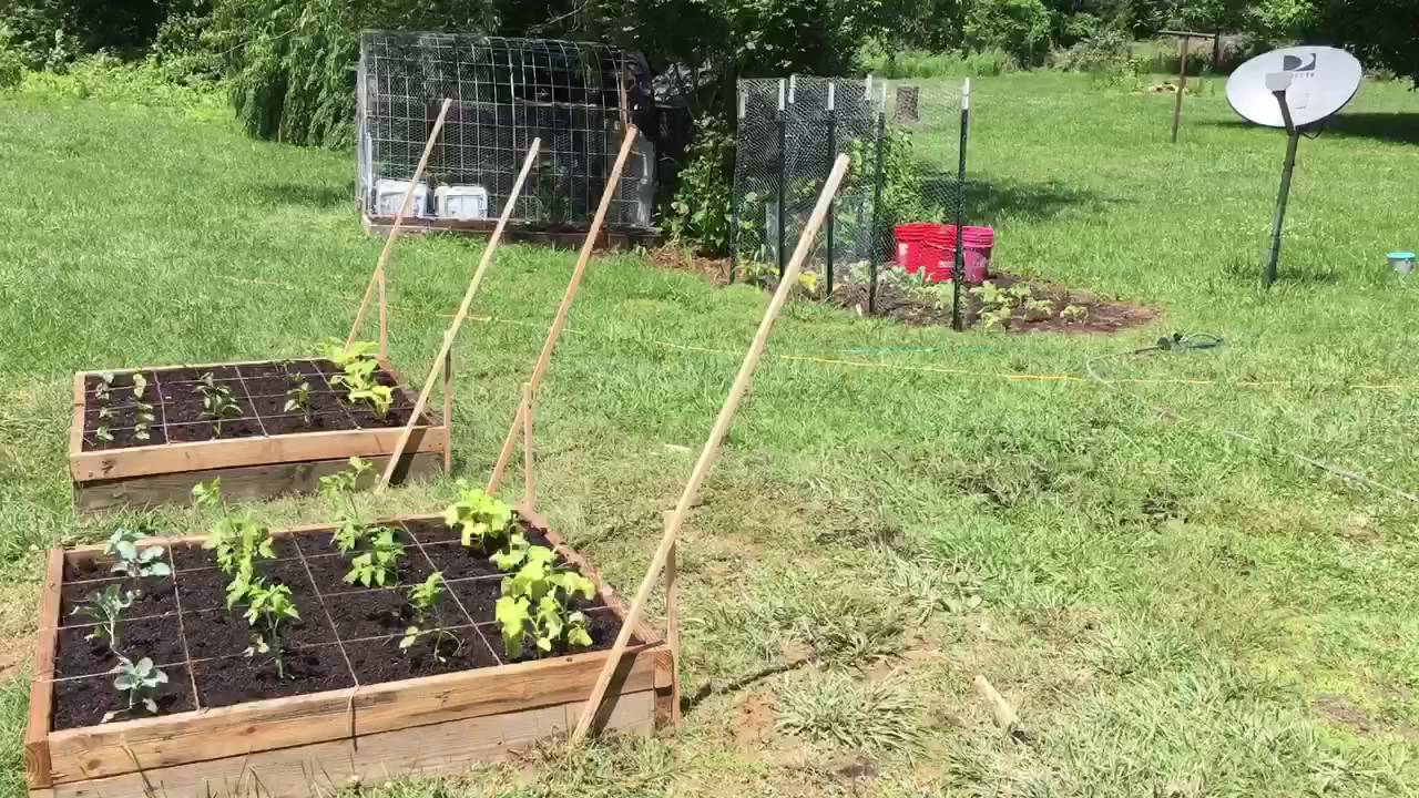 Cucumber and squash trellis (for under $10) - YouTube