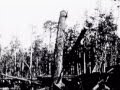 Skidder & Draw