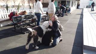 5.5 Month Old Sheepadoodles | Best Sheepadoodle Training | Off Leash K9 | Board & Train | Oklahoma