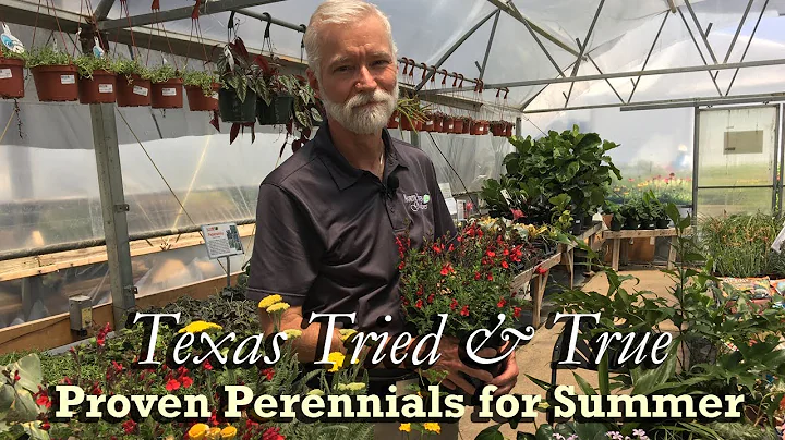 TX Tried & True Perennials for Summer 🌼 Best Full Sun & Shade Plants (Part 1)
