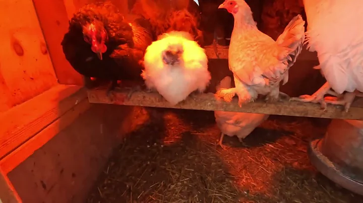 Caring for Backyard Chickens in a Blizzard ~ Buffa...
